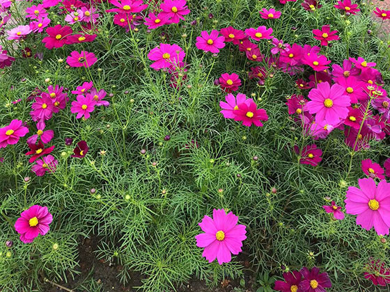 珠海仿真鲜花|花艺设计